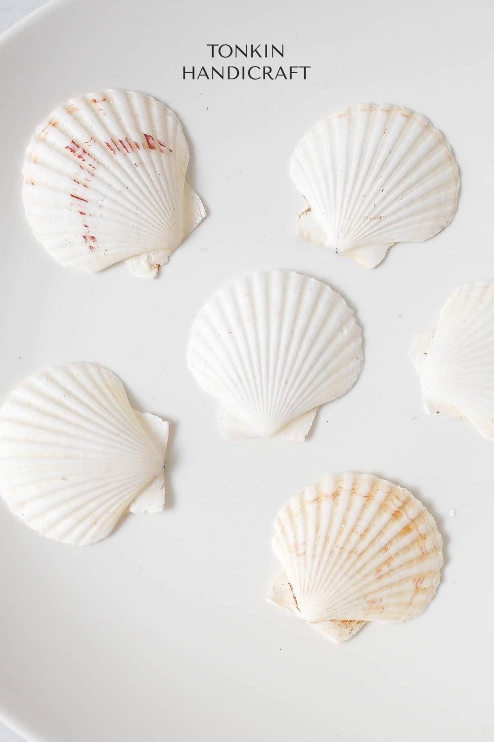 Bulk White Cockle Shell Craft