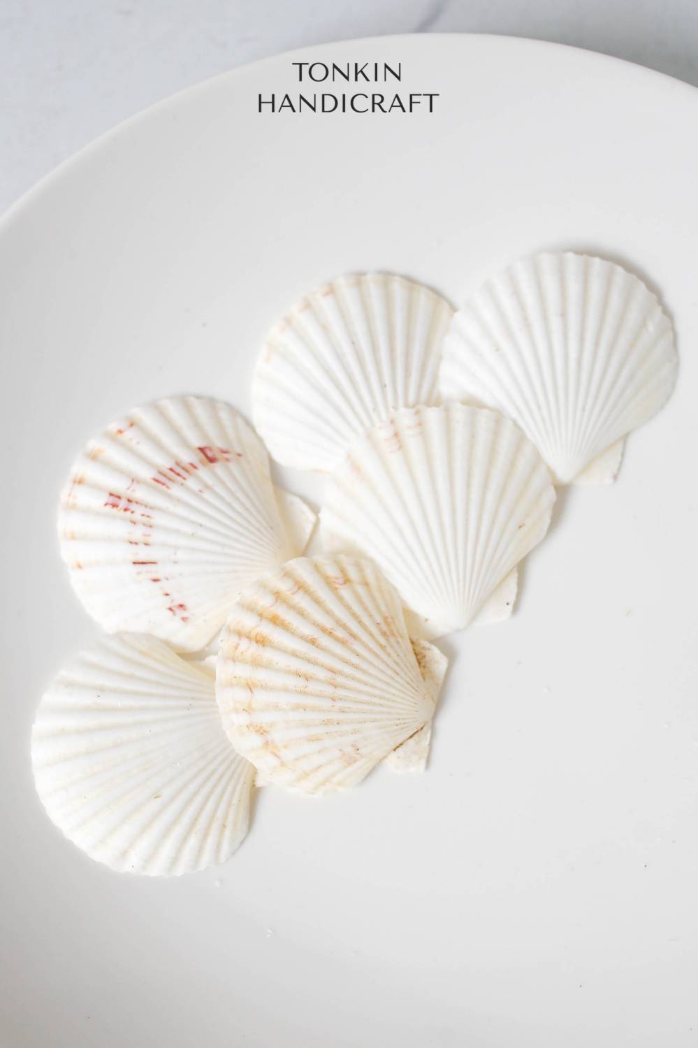 Bulk White Cockle Shell Craft