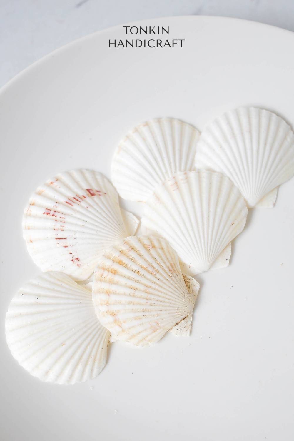 Bulk White Cockle Shell Craft