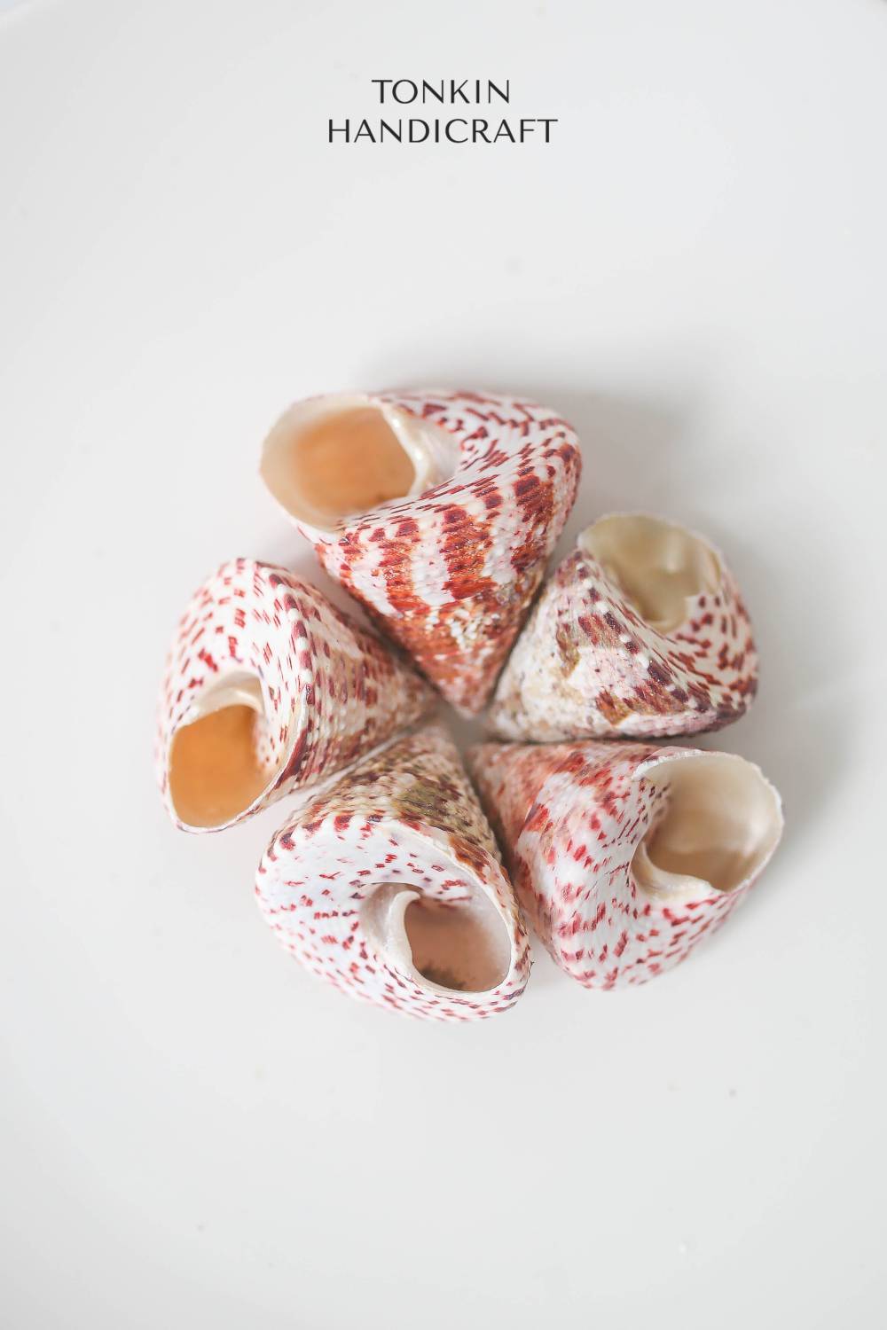 Bulk Tapestry Turban Shell Craft