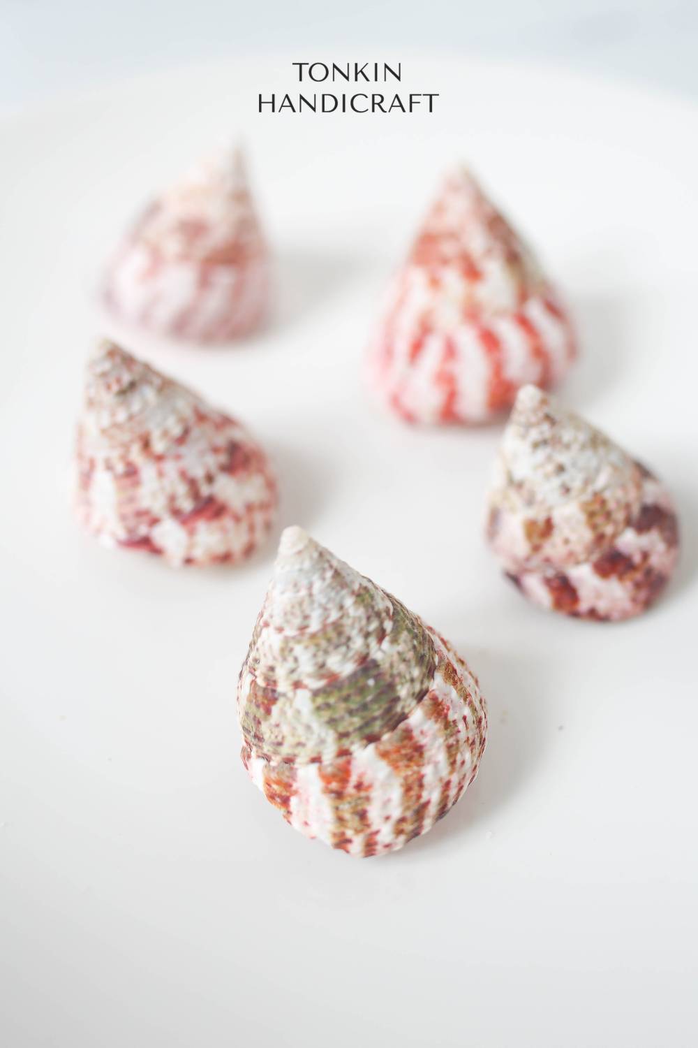 Bulk Tapestry Turban Shell Craft