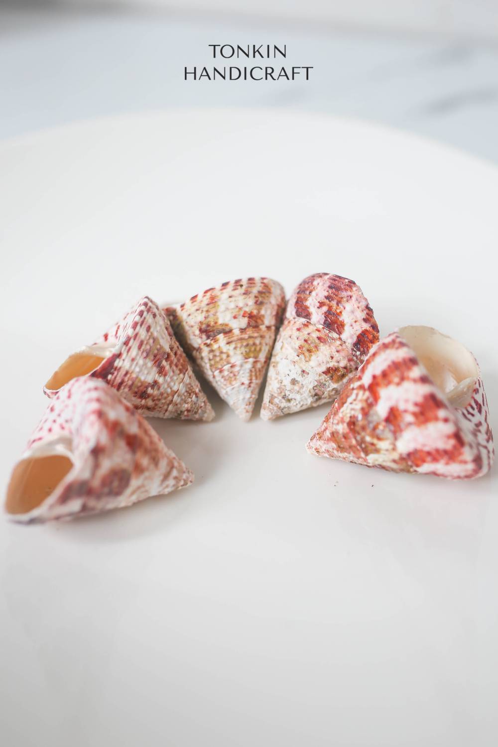 Bulk Tapestry Turban Shell Craft