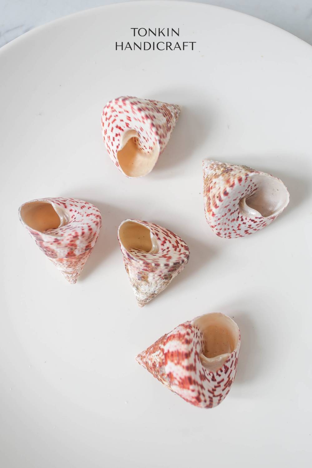 Bulk Tapestry Turban Shell Craft