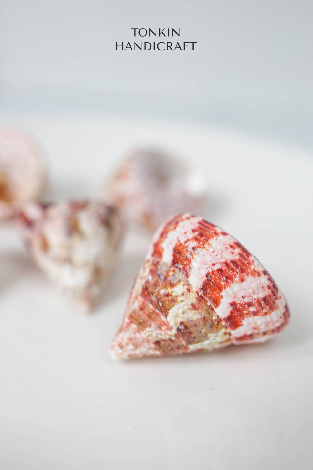 Bulk Tapestry Turban Shell Craft