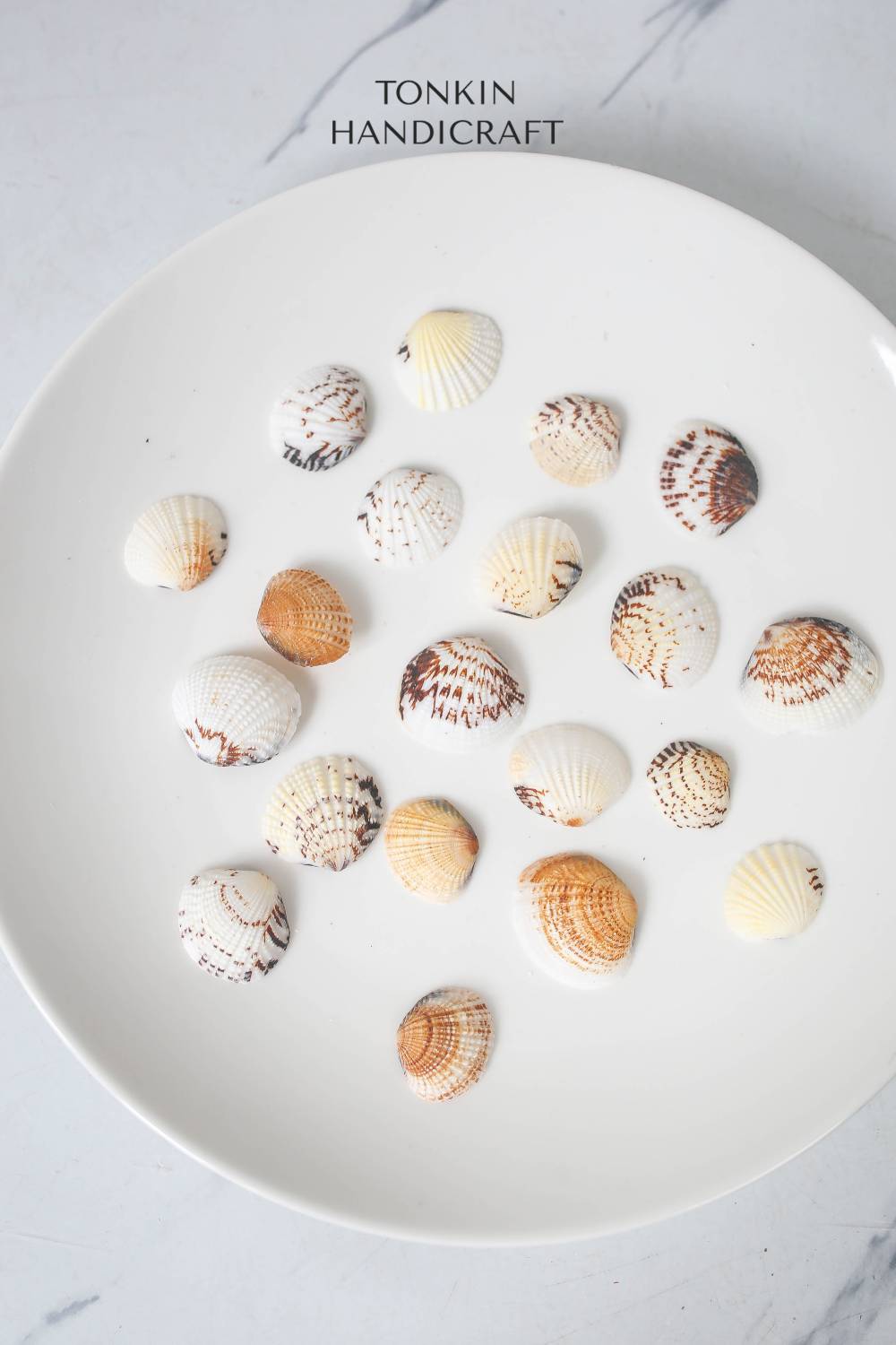 Bulk Cockle Mix Shell Craft