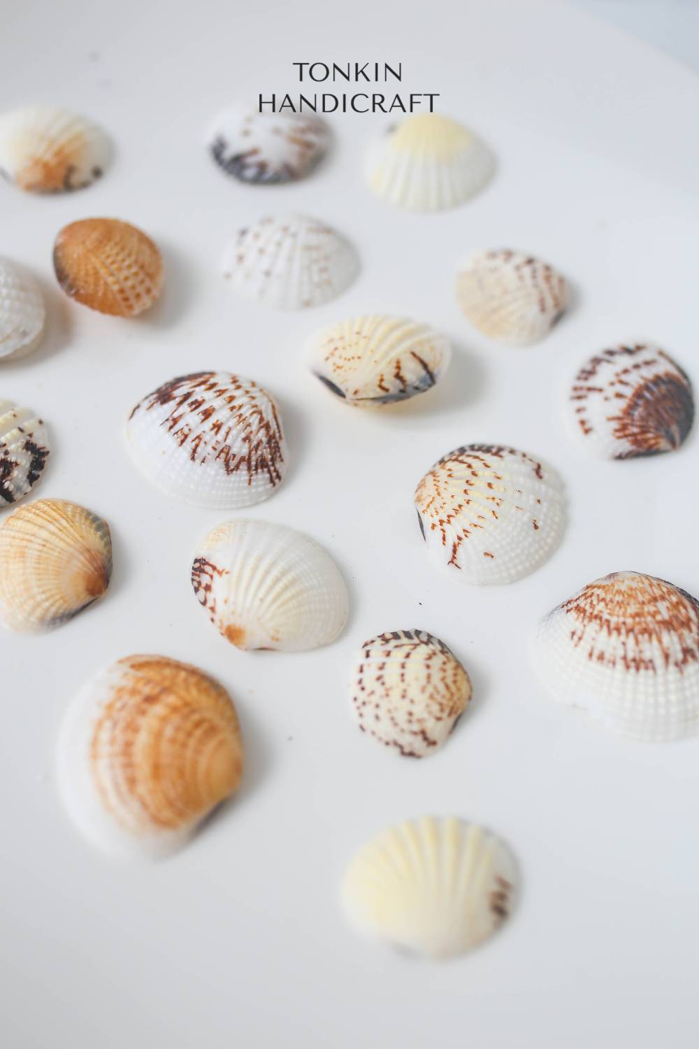 Bulk Cockle Mix Shell Craft