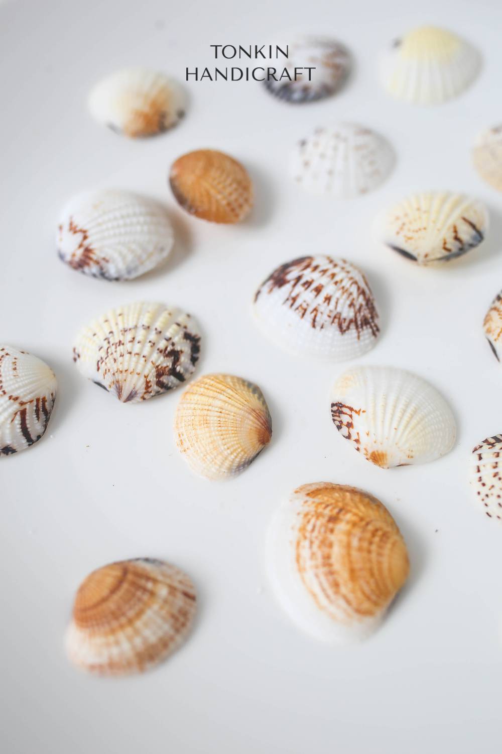 Bulk Cockle Mix Shell Craft