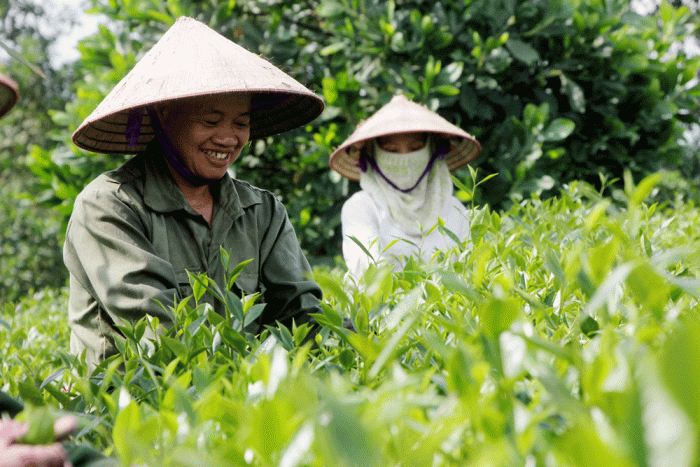 Da Lat Oolong Tea