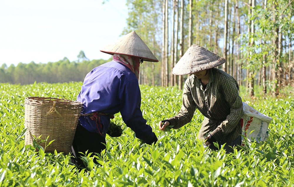 Da Lat Oolong Tea