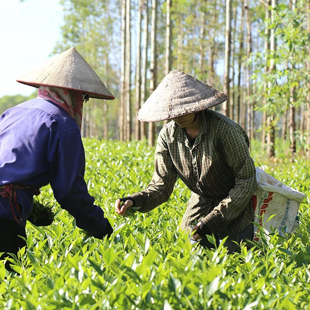 Lam Dong Silver Oolong Tea