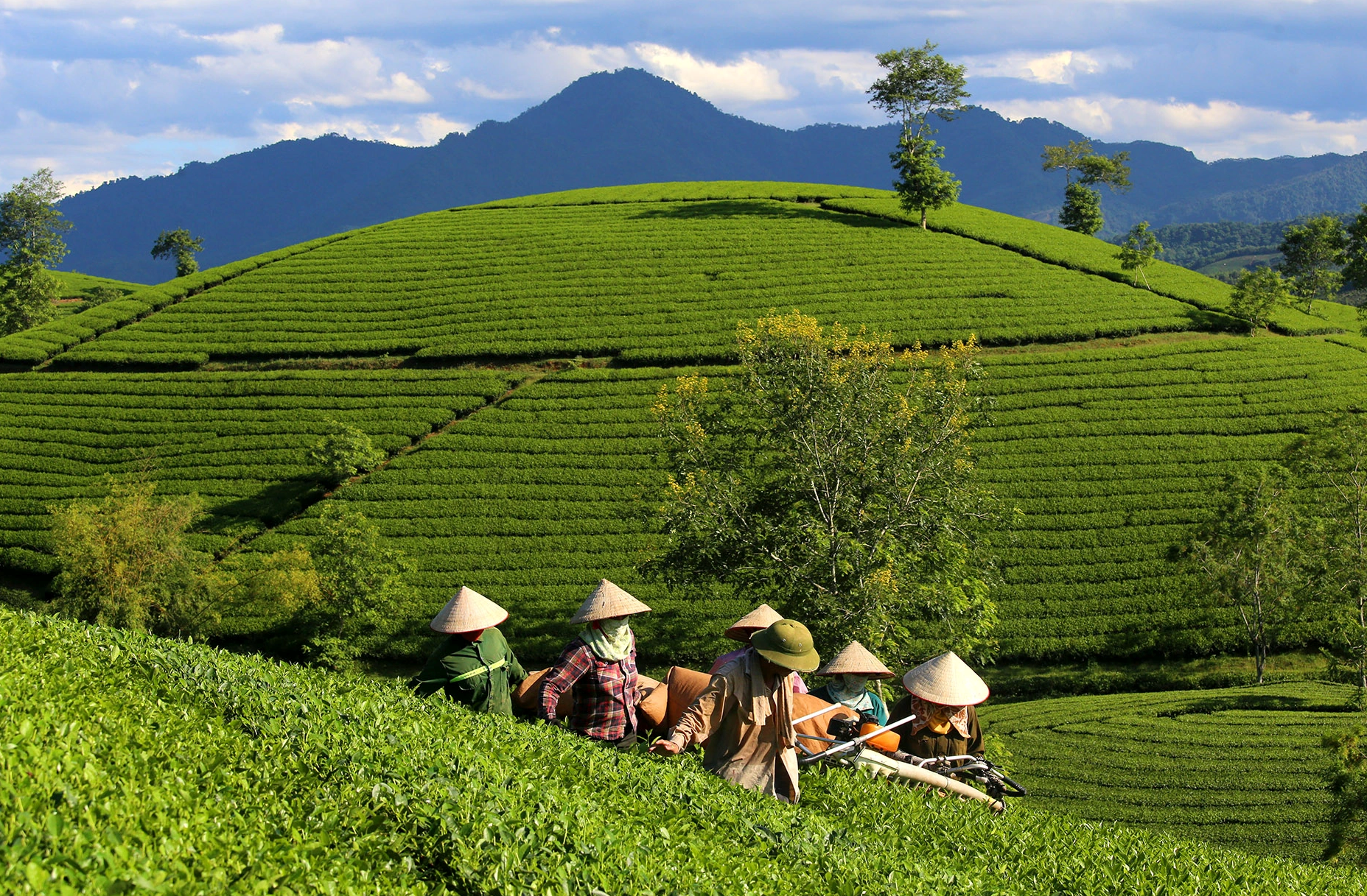 Da Lat Oolong Tea