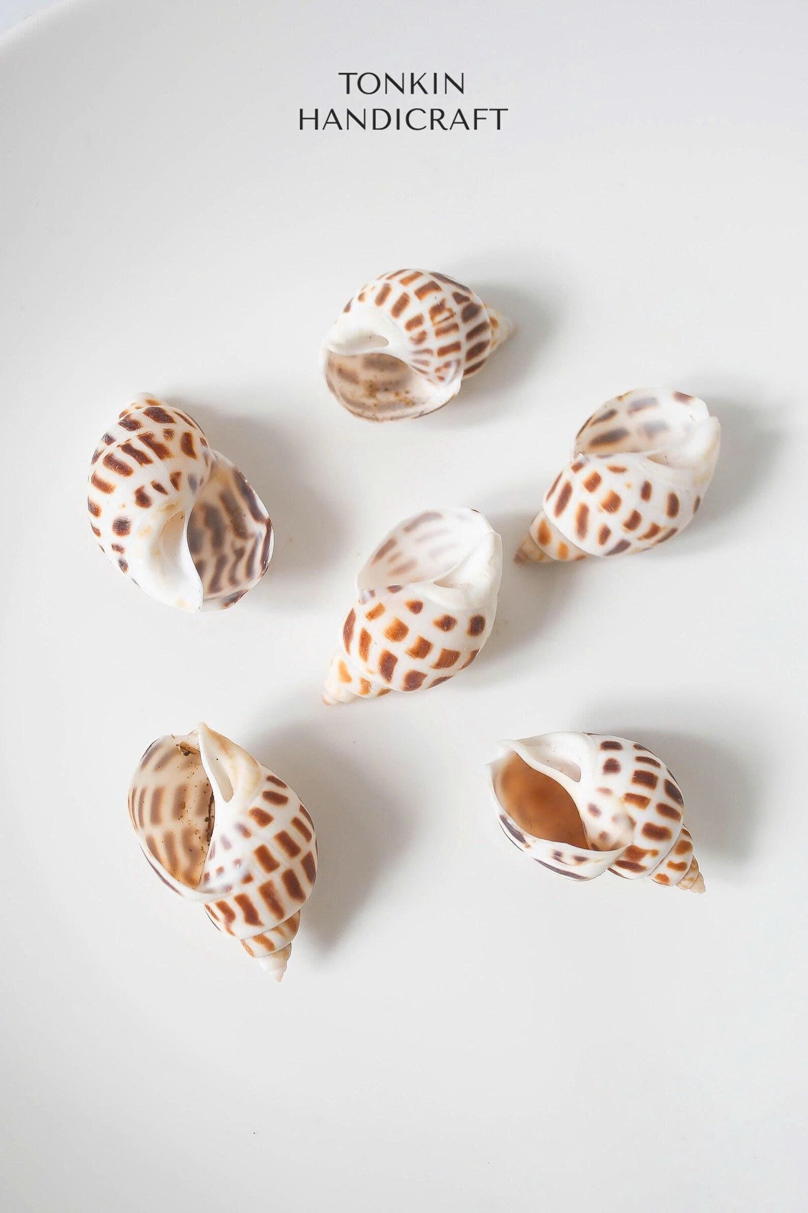 Bulk Babylon Shells Craft