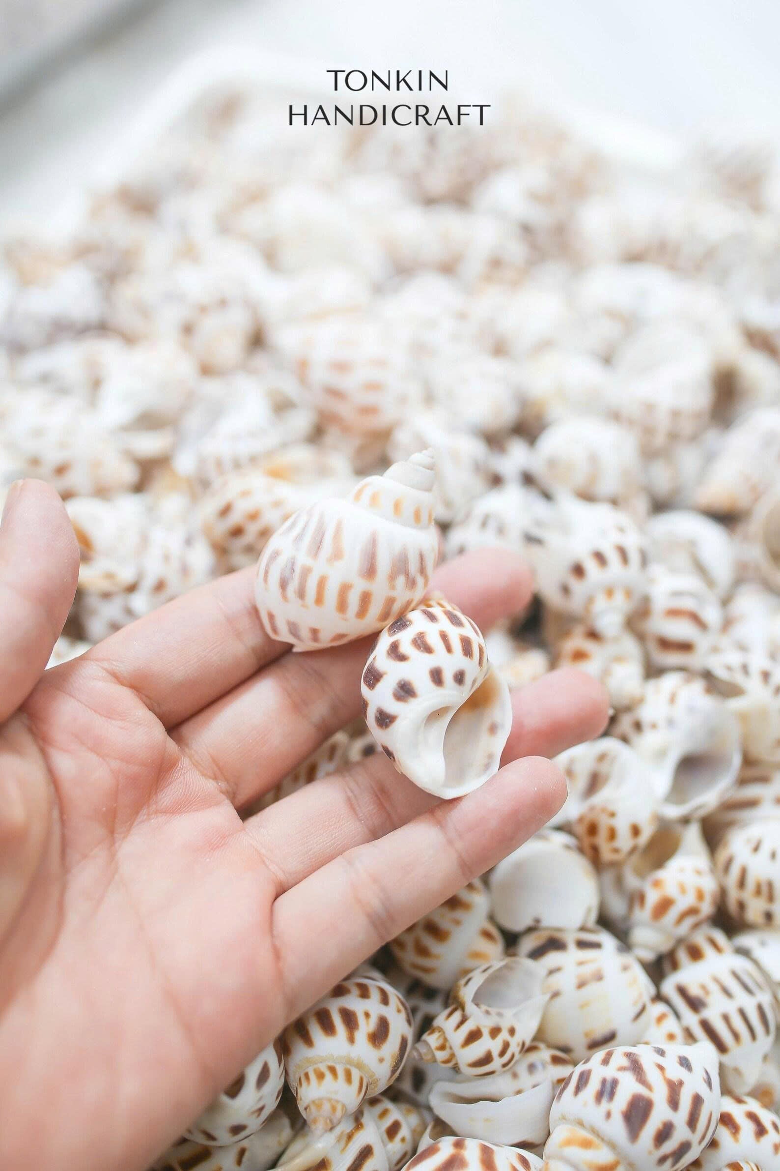 Bulk Babylon Shells Craft