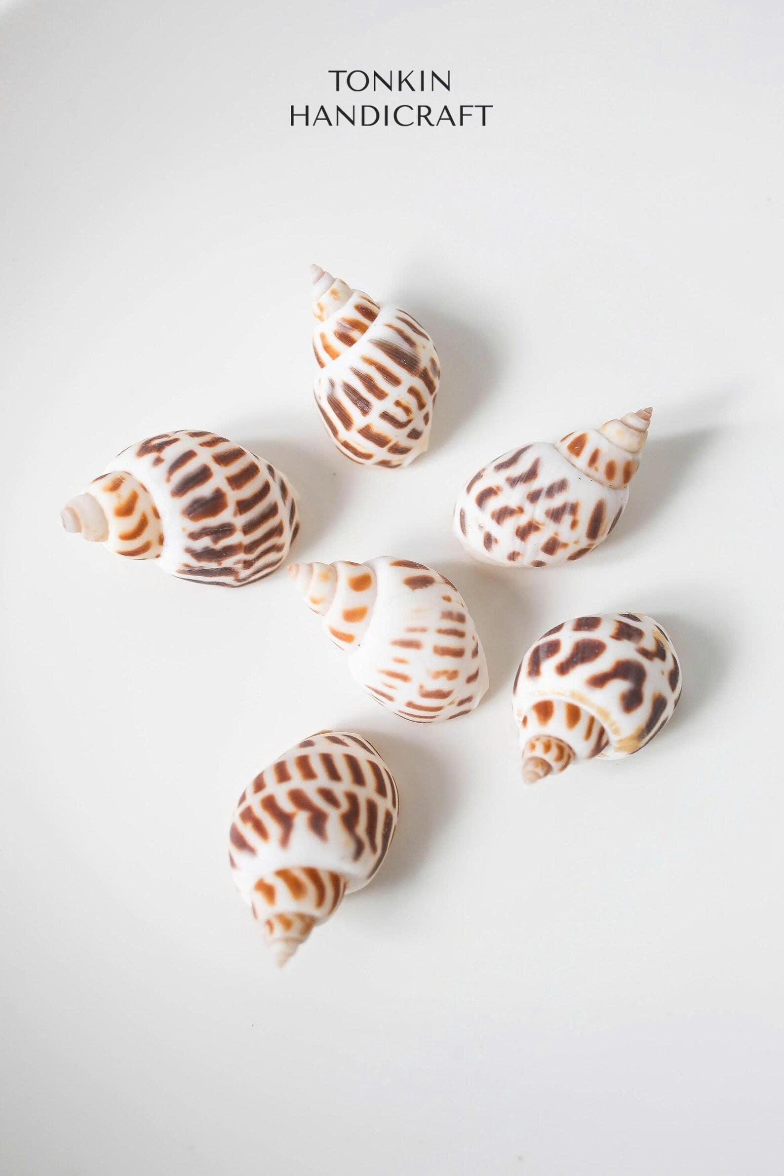 Bulk Babylon Shells Craft