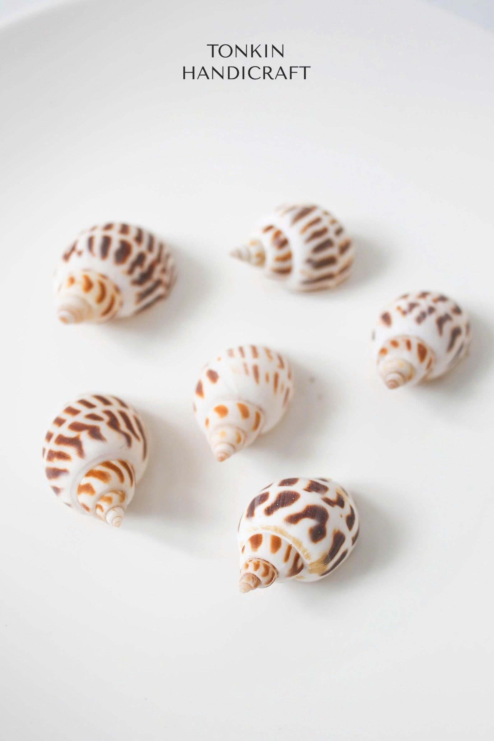 Bulk Babylon Shells Craft