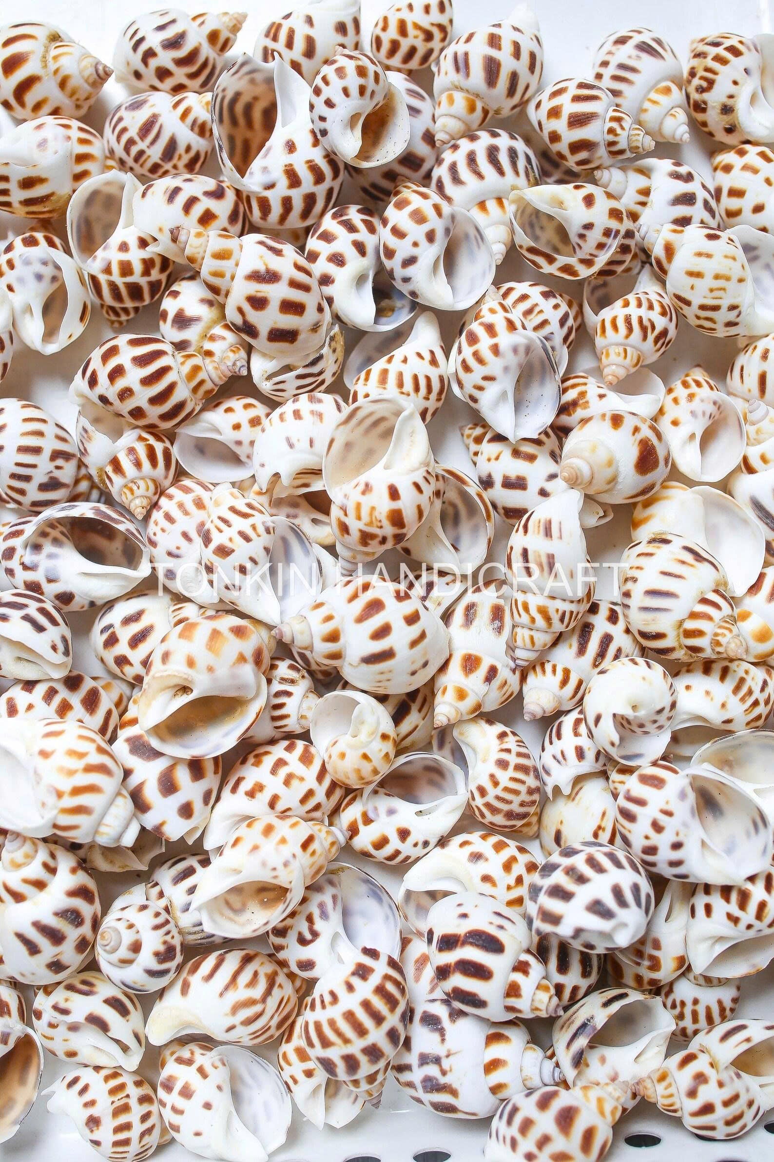 Bulk Babylon Shells Craft