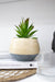 Small Bamboo Plant Pot - TONKIN HANDICRAFT