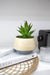 Small Bamboo Plant Pot - TONKIN HANDICRAFT