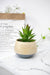 Small Bamboo Plant Pot - TONKIN HANDICRAFT